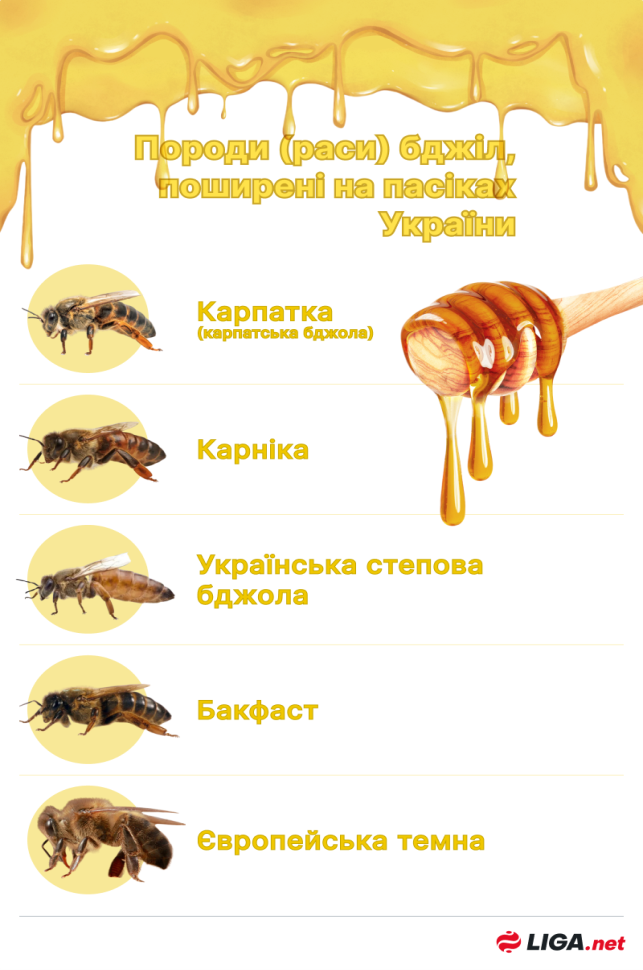 Смартпасіки дозволять збільшити експорт меду | Новини України | LIGA.net
